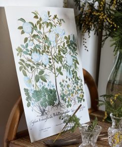 Affiche botanique vintage Rose de Damas