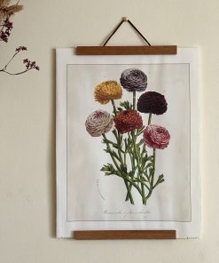 Affiche botanique Renoncules