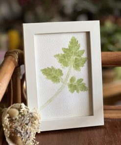 Carte Cerfeuil sauvage 2